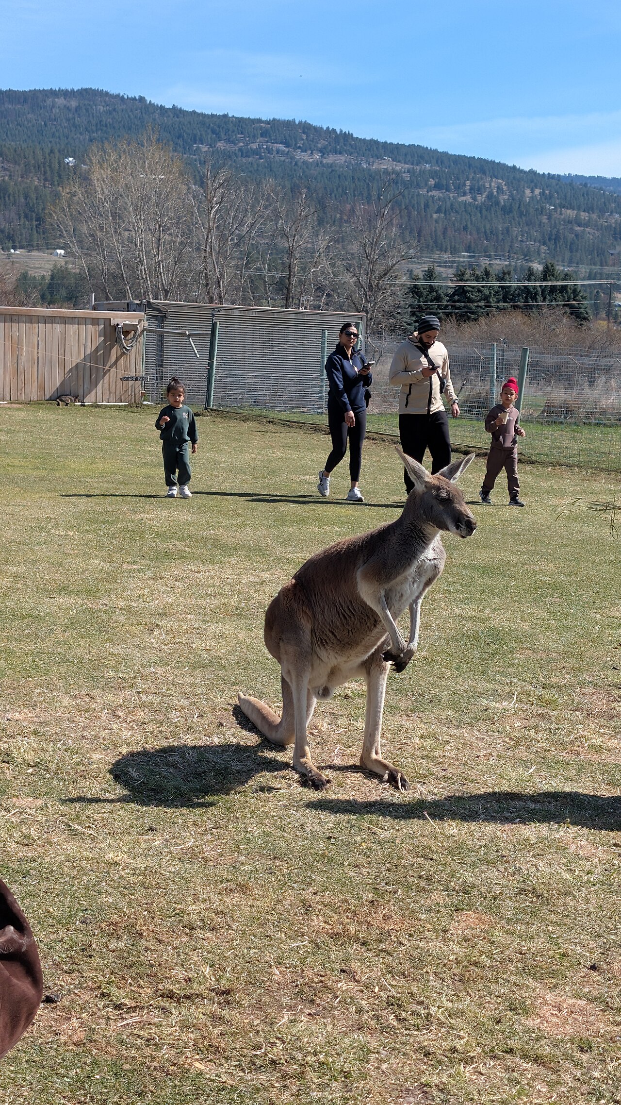 Meet the Roos at Kangaroo Creek Farm