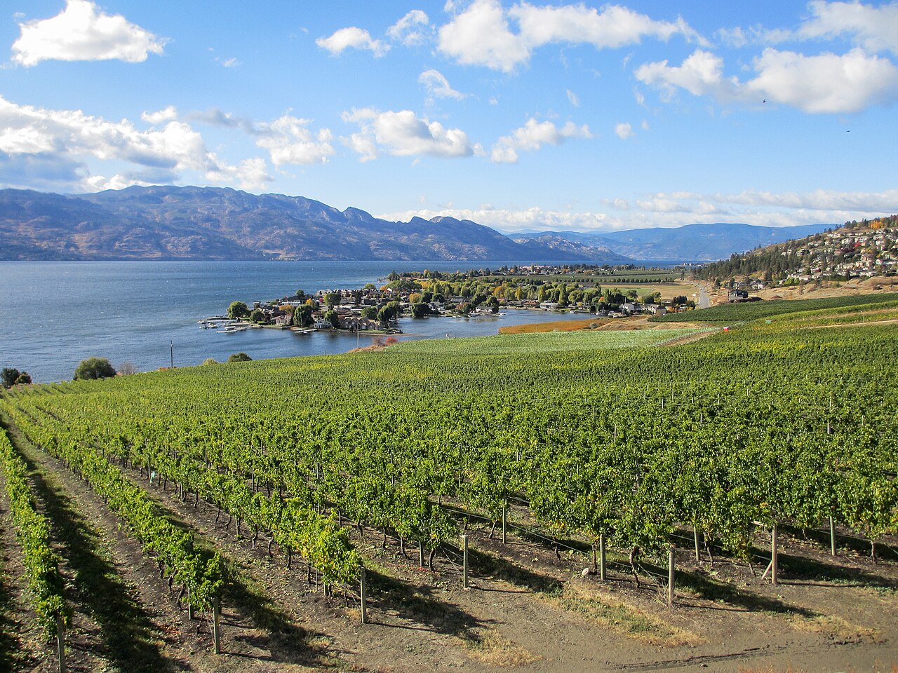 Okanagan vineyard beside the lake